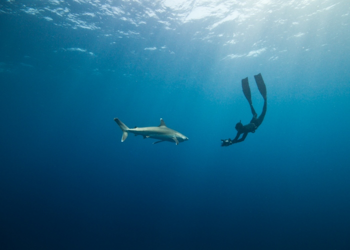 Online Wildlife Experience with a Shark Scientist